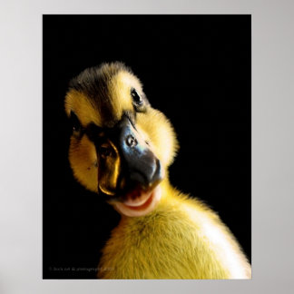 Just Ducky Poster
