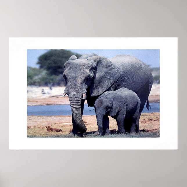 JUST ELEPHANTS POSTER (Vorne)