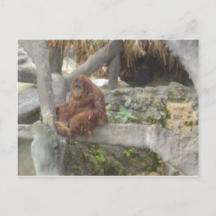 Just Hangin Out Postkarte