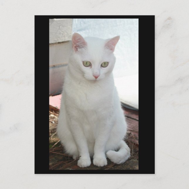 Just Missy Postkarte (Vorderseite)