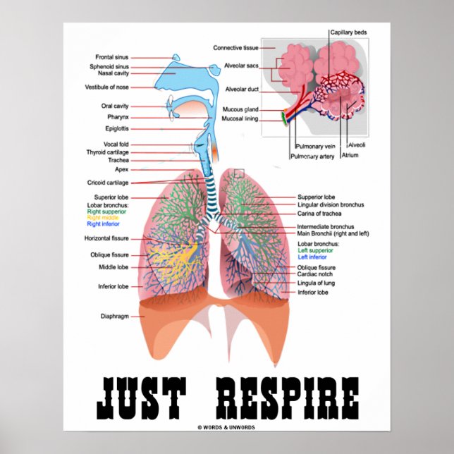 Just Respire (Respiratorisches System) Poster (Vorne)