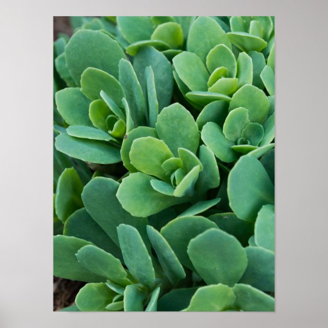 Just Sedum Poster (Vorne)