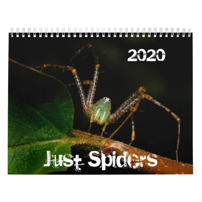 Just Spiders Kalender, 2020 Kalender (Titelbild)
