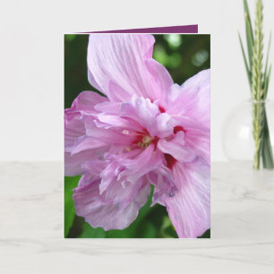 Just Sprichwort Hello Blume Grußkarte Karte