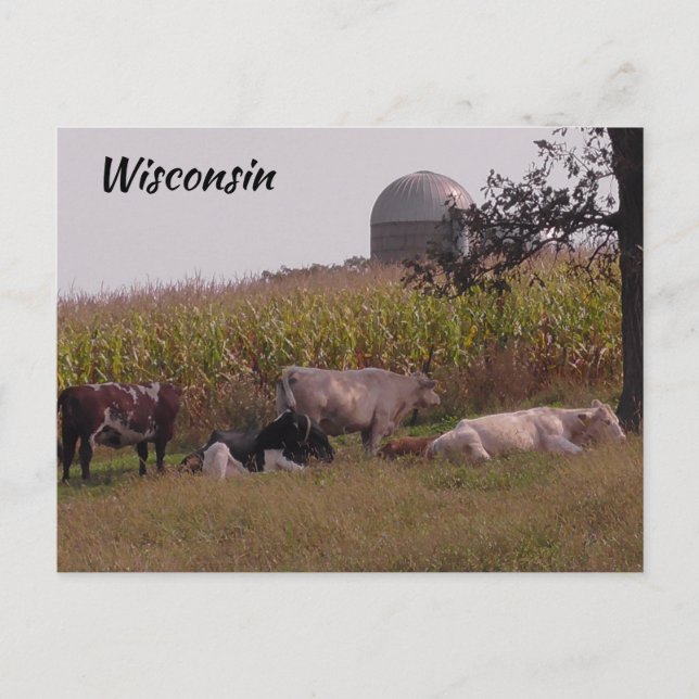 Just Sprichwort Hi von Wisconsin Kühe und Farm Postkarte (Vorderseite)
