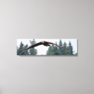 Juvenile Adler fliegen in Washington, Canvas Print Leinwanddruck