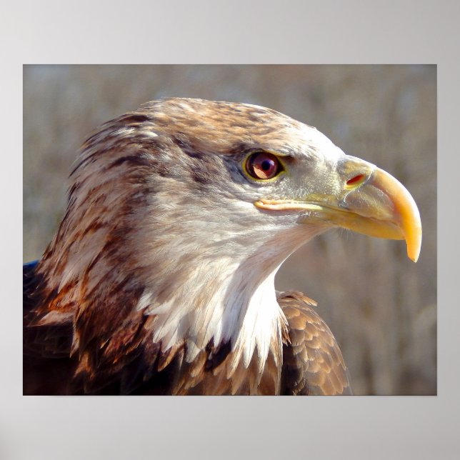 Juvenile American Bald Eagle Poster (Vorne)