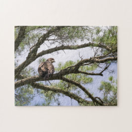 Juvenile Bald Adler in einem Kiefernbaum Puzzle