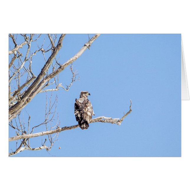 Juvenile Bald Eagle (Vorderseite (Horizontal))