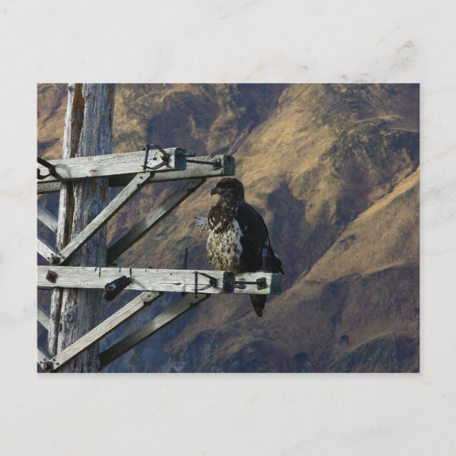 Juvenile Bald Eagle auf dem Zweiten Weltkrieg Postkarte (Vorderseite)