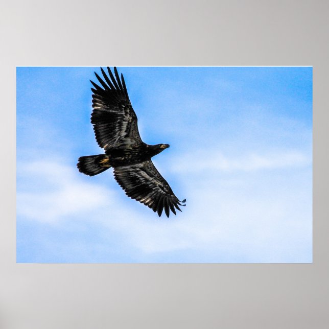 Juvenile Bald Eagle (Flug) Poster (Vorne)