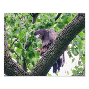 Juvenile Bald Eagle Fotodruck