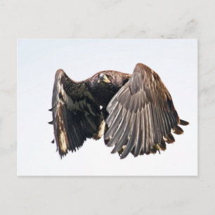 Juvenile Bald Eagle im Flug Postkarte