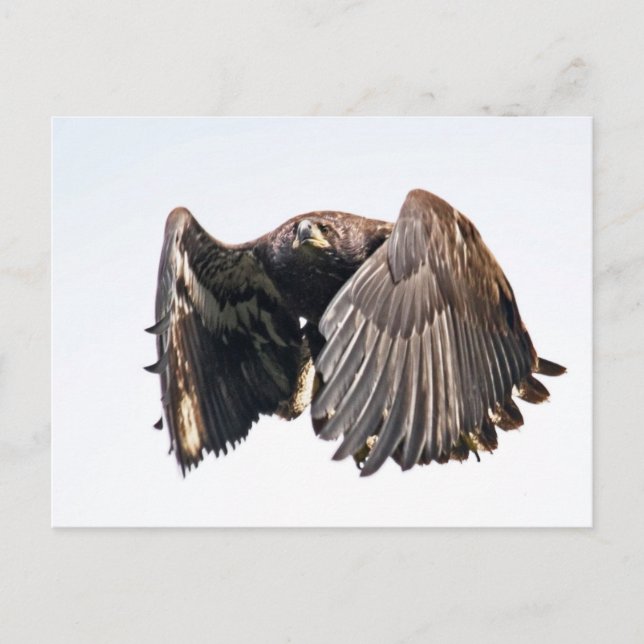 Juvenile Bald Eagle im Flug Postkarte (Vorderseite)