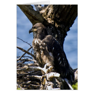 Juvenile Bald Eagle - Karten
