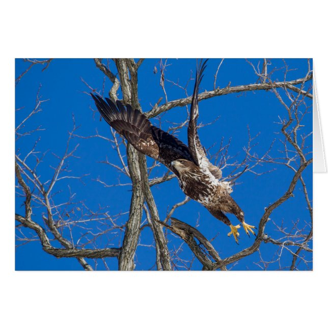 Juvenile Bald Eagle Launch (Vorderseite (Horizontal))