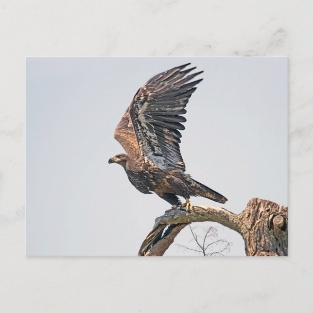 Juvenile Bald Eagle Launch Postkarte (Vorderseite)