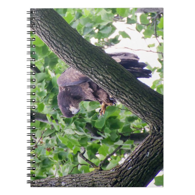 Juvenile Bald Eagle Notizblock (Vorderseite)