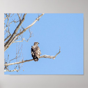 Juvenile Bald Eagle Poster