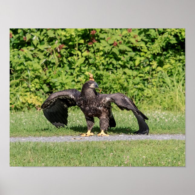 Juvenile Bald Eagle Poster (Vorne)