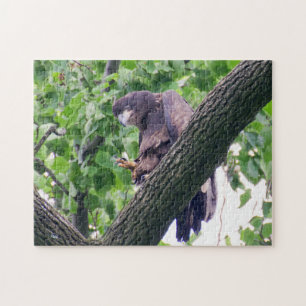 Juvenile Bald Eagle Puzzle