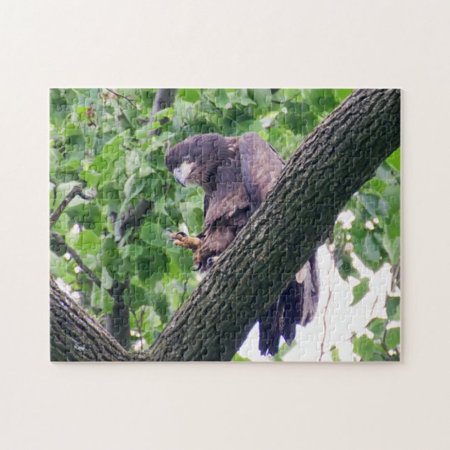 Juvenile Bald Eagle Puzzle (Horizontal)