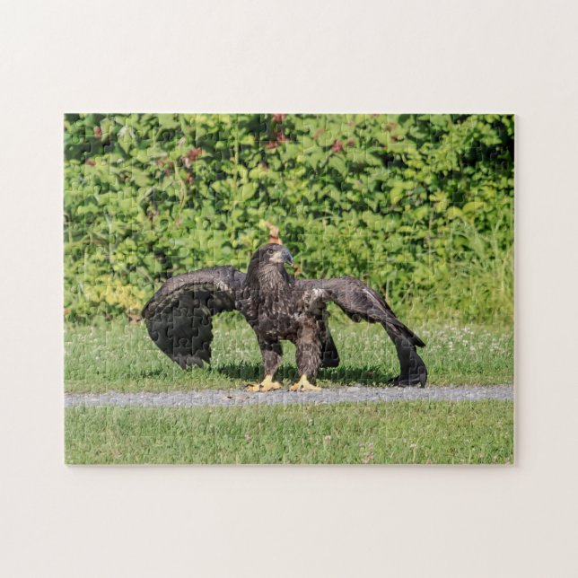 Juvenile Bald Eagle Puzzle (Horizontal)