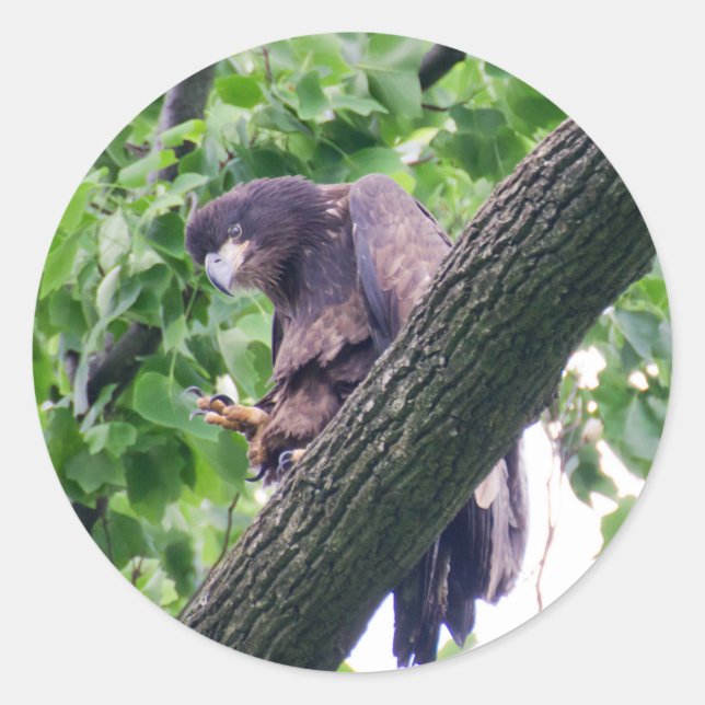 Juvenile Bald Eagle Runder Aufkleber (Vorderseite)