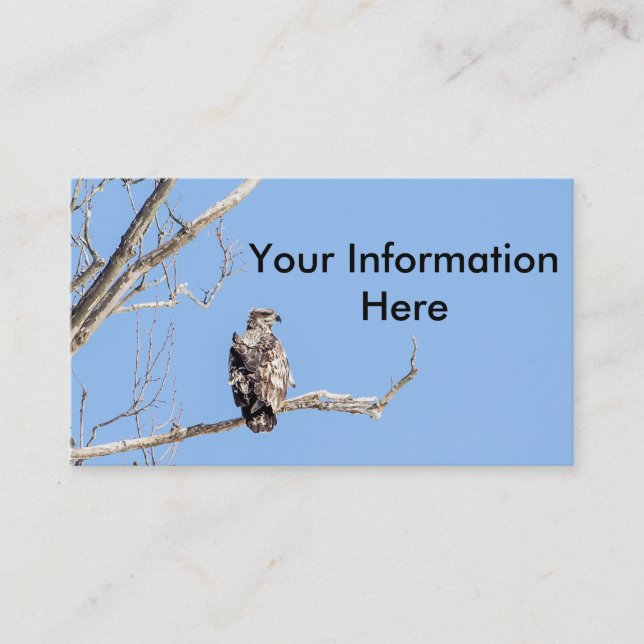 Juvenile Bald Eagle Visitenkarte (Vorderseite)