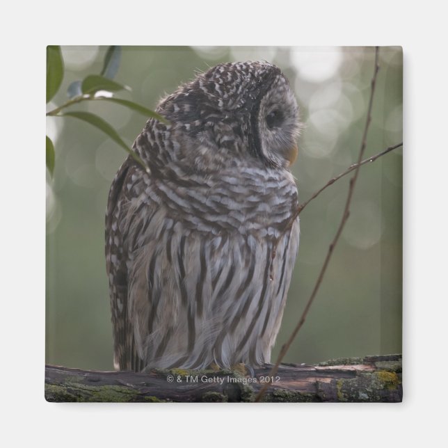 Juvenile Barred Owl (Strix varia) 2 Magnet (Vorne)