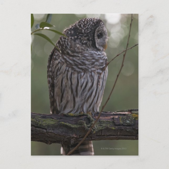 Juvenile Barred Owl (Strix varia) 2 Postkarte (Vorderseite)