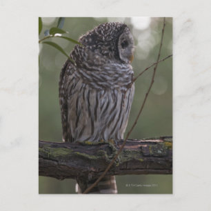 Juvenile Barred Owl (Strix varia) 2 Postkarte