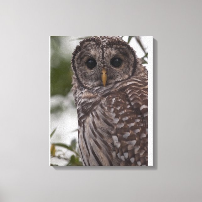 Juvenile Barred Owl (Strix varia) Leinwanddruck (Vorderseite)