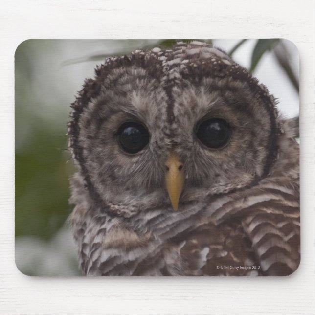 Juvenile Barred Owl (Strix varia) Mousepad (Vorne)