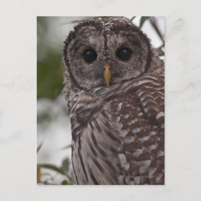 Juvenile Barred Owl (Strix varia) Postkarte (Vorderseite)
