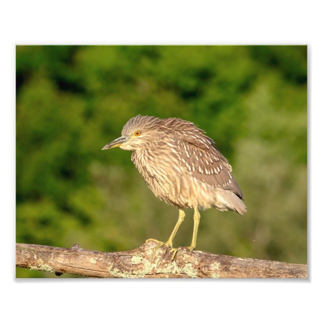 Juvenile Black Crowned Night Heron Fotodruck (Vorne)