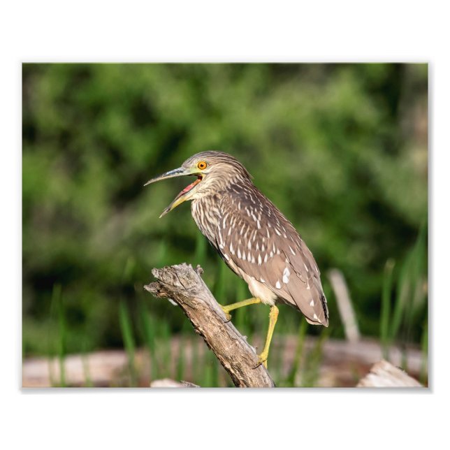 Juvenile Black Crowned Night Heron Fotodruck (Vorne)