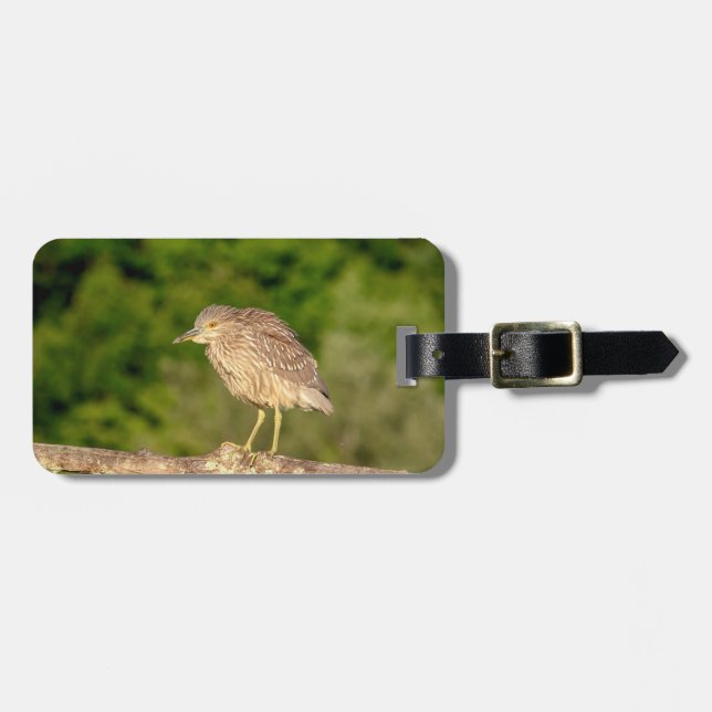 Juvenile Black Crowned Night Heron Gepäckanhänger (Vorderseite horizontal)