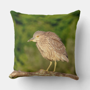 Juvenile Black Crowned Night Heron Kissen