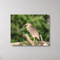 Juvenile Black Crowned Night Heron