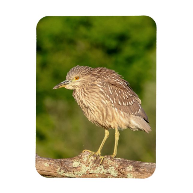 Juvenile Black Crowned Night Heron Magnet (Vertikal)