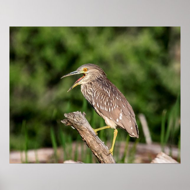 Juvenile Black Crowned Night Heron Poster (Vorne)