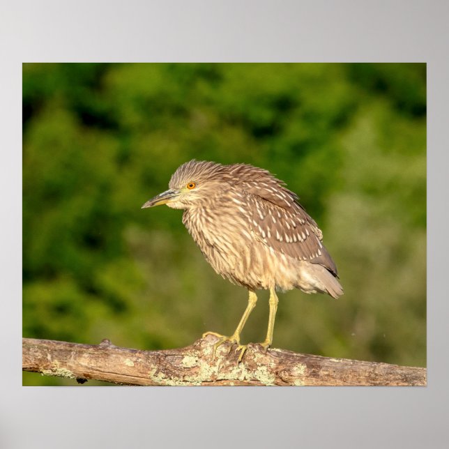Juvenile Black Crowned Night Heron Poster (Vorne)