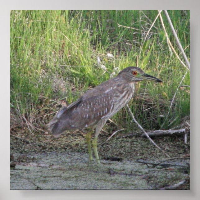 Juvenile Black-Crowned Night-Heron Poster (Vorne)