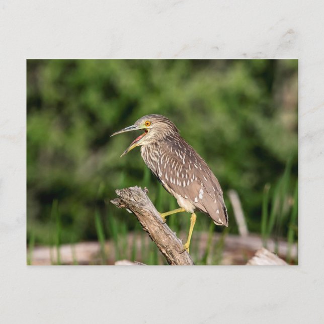 Juvenile Black Crowned Night Heron Postkarte (Vorderseite)