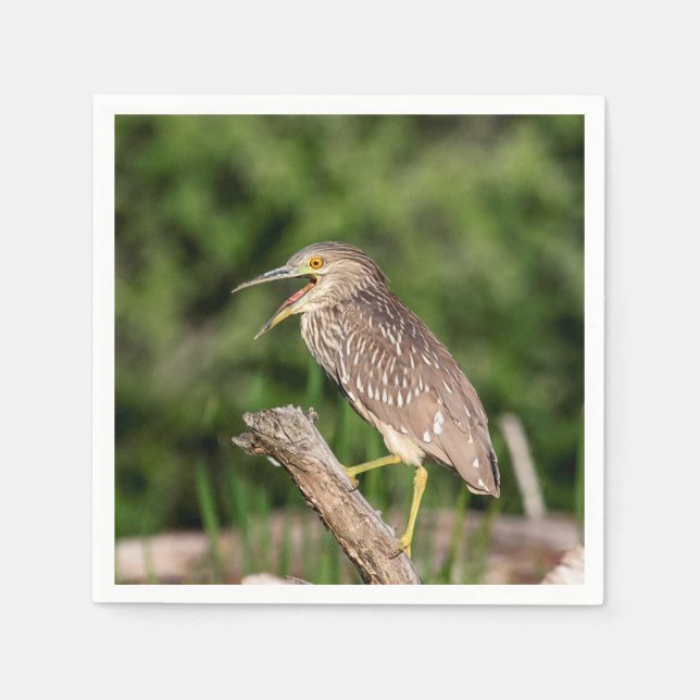 Juvenile Black Crowned Night Heron Serviette (Vorderseite)