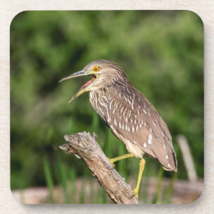 Juvenile Black Crowned Night Heron Untersetzer