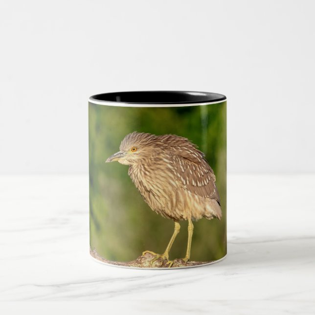 Juvenile Black Crowned Night Heron Zweifarbige Tasse (Mittel)