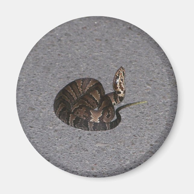 Juvenile Cottonmouth Snake Magnet (Vorne)