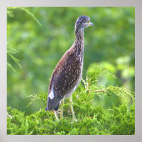 Juvenile Gelbe-Kronen-Nachtheron-Poster